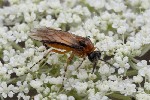 5dt50901 - Athalia rosae