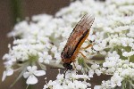 5dt50913 - Athalia rosae