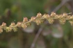 5dt50922 - Agrimonia eupatoria