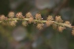 5dt50926 - Agrimonia eupatoria
