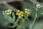 5dt50947 - Jacobaea vulgaris