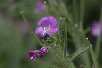 5dt50952 - Epilobium hirsutum