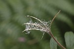 5dt50957 - Epilobium hirsutum