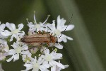 5dt50961 - Oedemera podagrariae