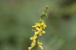 5dt50969 - Agrimonia eupatoria