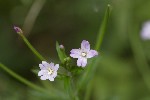 5dt50975 - Epilobium parviflorum