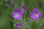 5dt50976 - Epilobium hirsutum