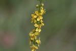 5dt50980 - Agrimonia eupatoria