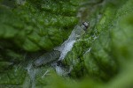 5dt51001 - Acleris hastiana