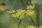 5dt51039 - Pastinaca sativa