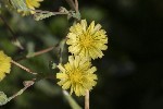 5dt51069 - Lactuca serriola
