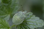 5dt51081 - Palomena prasina