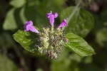 5dt51097 - Clinopodium vulgare