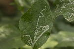 5dt51100 - Phytomyza lappae