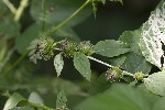 5dt51102 - Arctium minus