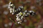 5dt51148 - Fagopyrum esculentum