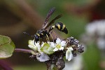 5dt51169 - Eumenes papillarius