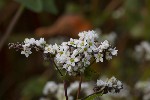 5dt51173 - Fagopyrum esculentum