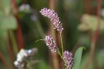 5dt51180 - Persicaria lapathifolia