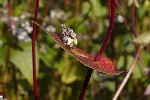 5dt51217 - Fagopyrum esculentum