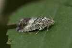 5dt51236 - Cydia splendana