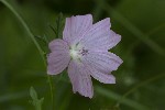 5dt51287 - Malva moschata