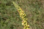 5dt51294 - Verbascum nigrum