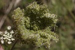5dt51295 - Daucus carota