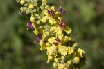 5dt51339 - Verbascum nigrum