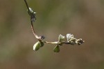 5dt51363 - Fallopia convolvulus