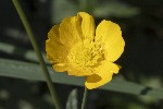 5dt51364 - Ranunculus acris