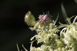 5dt51377 - Daucus carota