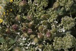 5dt51384 - Daucus carota
