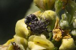 5dt51390 - Cionus sp.