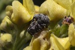 5dt51407 - Cionus sp.