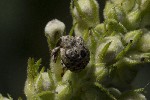 5dt51425 - Cionus sp.