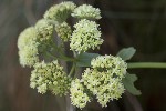 5dt51445 - Hylotelephium maximum