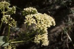 5dt51452 - Hylotelephium maximum