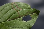 5dt51458 - Phytomyza agromyzina