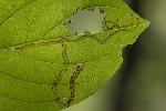 5dt51465 - Phytomyza agromyzina