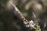 5dt51468 - Calluna vulgaris