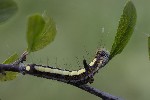 5dt51476 - Acronicta psi
