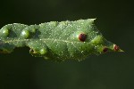 5dt51490 - Aceria ilicis
