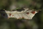 5dt51493 - Aceria ilicis
