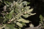5dt51501 - Quercus ilex