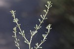 5dt51508 - Lotus dorycnium