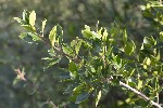5dt51517 - Rhamnus alaternus