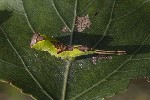 5dt51526 - Furcula cf. bifida