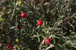 5dt51543 - Osyris alba