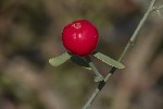 5dt51549 - Osyris alba